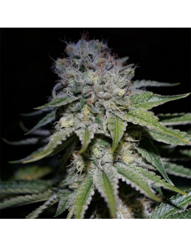 Bulk Seed Cocopopo Fem. - Imagen 1