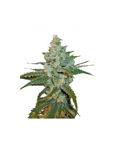 Bulk Seed Special Lime Haze Fem. - Imagen 1