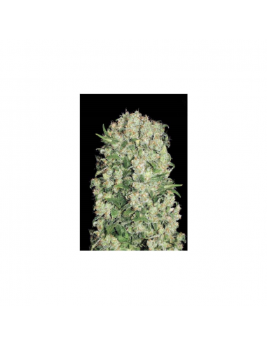 Bulk Seed White Prussian Fem. - Imagen 1