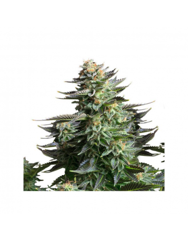 Bulk Seed Amnesia Platinum Fem - Imagen 1