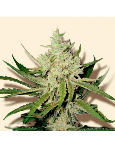 Bulk Seed Amnesia Haze Fem - Imagen 1