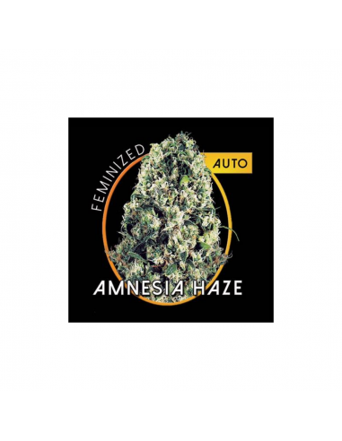 Bulk Seed Auto Amnesia Haze - Imagen 1