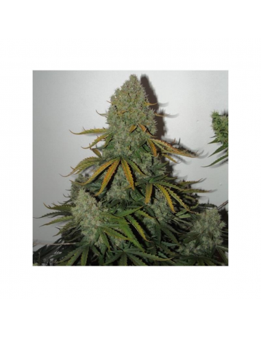 Bulk Seed Critical Fem. - Imagen 1