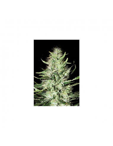 Bulk Seed Auto Mazar Extra - Imagen 1