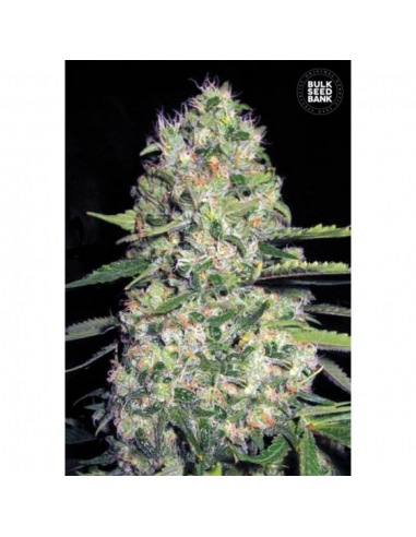 Bulk Seed Jack Hair Fem. - Imagen 1