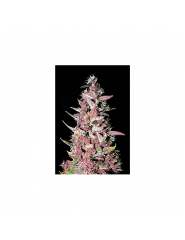 Bulk Seed Auto Purple Glam Kush - Imagen 1