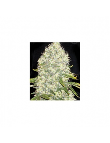 Bulk Seed Auto White Widow - Imagen 1