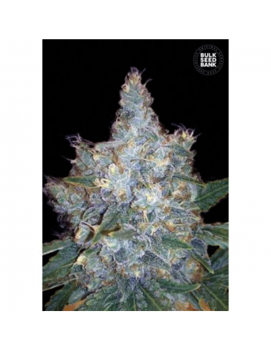 Bulk Seed Auto Blueberry Berry - Imagen 1