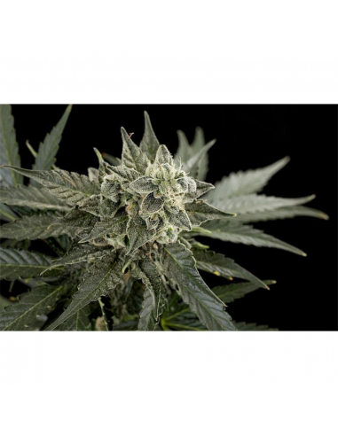 Bulk Seed Auto Cheese - Imagen 1