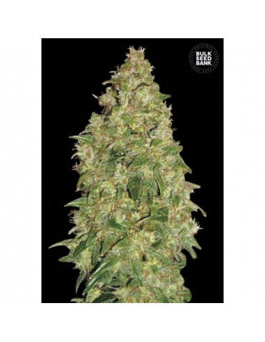 Bulk Seed Auto Dubai Poison - Imagen 1