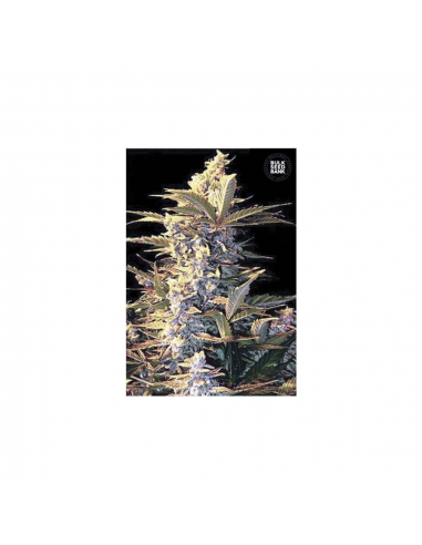 Bulk Seed Auto East Ryder - Imagen 1