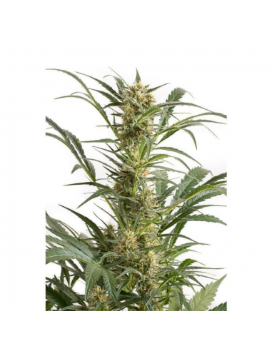 Bulk Seed Auto Good Wild Shark - Imagen 1