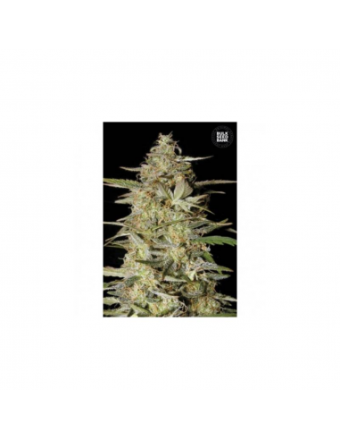 Bulk Seed Auto Hindu Kush - Imagen 1