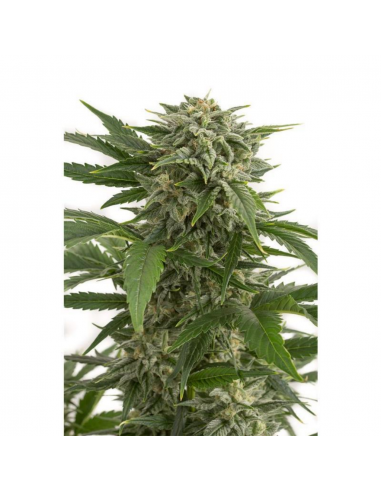 Bulk Seed Auto Loveryder - Imagen 1