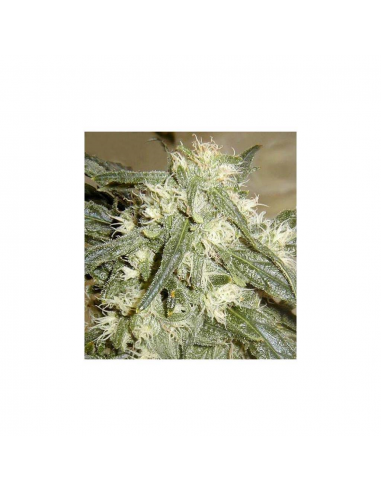 Bulk Seed Auto Northern Light - Imagen 1