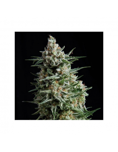 Bulk Seed Auto NBA Diesel - Imagen 1