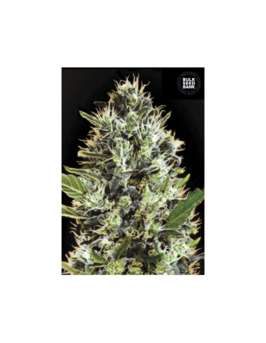 Bulk Seed Auto Sunmango - Imagen 1