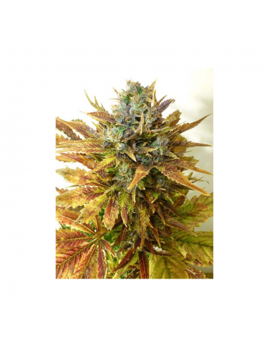 Bulk Seed Auto Sour Diesel - Imagen 1