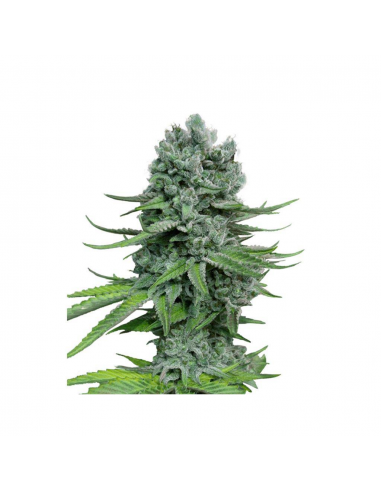 Bulk Seed Auto Special Skunk - Imagen 1