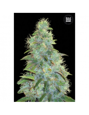 Bulk Seed Auto Sweet Tooth - Imagen 1