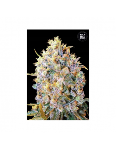 Bulk Seed Bigger Bud Fem. - Imagen 1