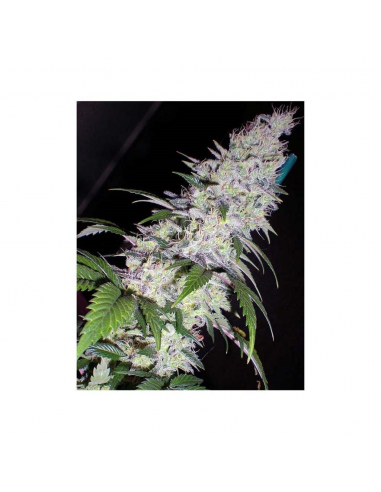 Bulk Seed Dark Domina Fem - Imagen 1