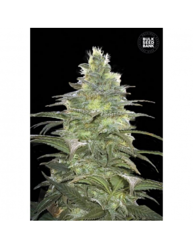 Bulk Seed Blueberry Berry Fem - Imagen 1