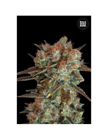 Bulk Seed Caramel King Fem - Imagen 1