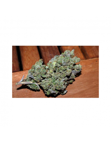 Bulk Seed Cheese Fem - Imagen 1