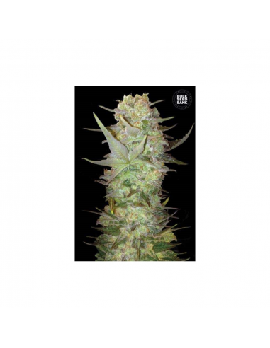 Bulk Seed Dubai Poison Fem - Imagen 1