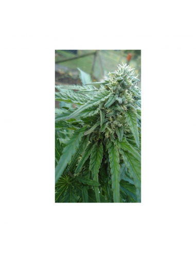 Bulk Seed Early Top Skunk Fem - Imagen 1