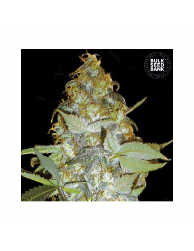 Bulk Seed Euforia Special Fem - Imagen 1