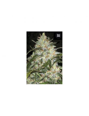 Bulk Seed Grapefruit Fem - Imagen 1