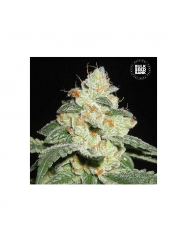 Bulk Seed Good Wild Shark Fem - Imagen 1