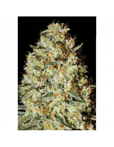 Bulk Seed Nepal Gold Fem - Imagen 1