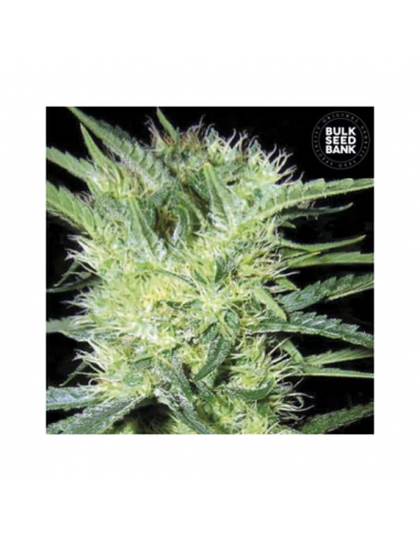 Bulk Seed K2 Fem - Imagen 1