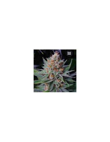 Bulk Seed Lavender Best Fem - Imagen 1