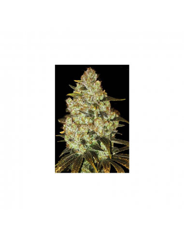 Bulk Seed Psychedelic Fem - Imagen 1