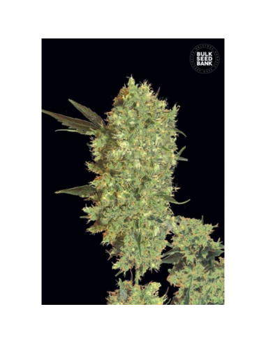 Bulk Seed Marley´s Bud Fem - Imagen 1