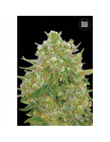 Bulk Seed Master Kush Grand Fem - Imagen 1