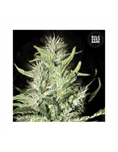 Bulk Seed Mazar Extra Fem - Imagen 1