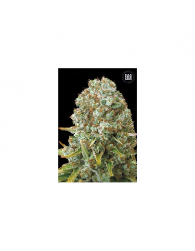 Bulk Seed Moby Big Fem - Imagen 1