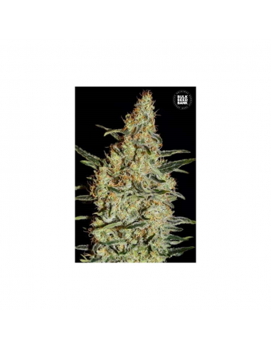 Bulk Seed New´s Haze Fem - Imagen 1