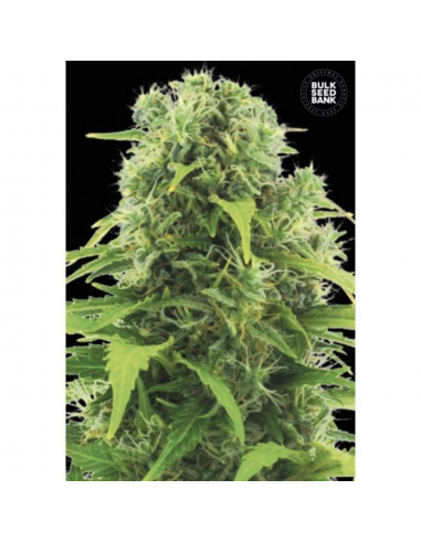 Bulk Seed Northern Light Fem - Imagen 1