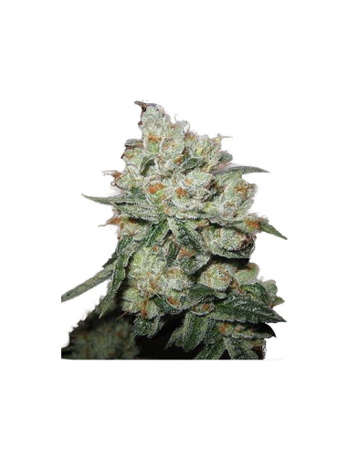 Bulk Seed OG Kush Fem - Imagen 1