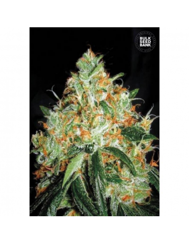 Bulk Seed Original Orange Bud Fem - Imagen 1