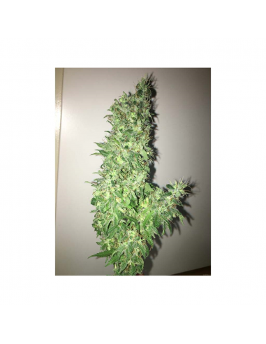 Bulk Seed Ananas Funk Fem - Imagen 1