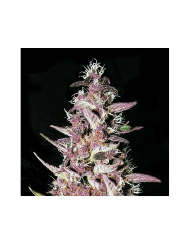 Bulk Seed Purple Glam Kush Fem - Imagen 1