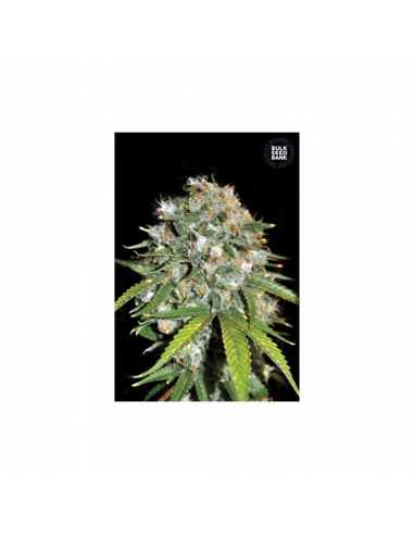 Bulk Seed Skunk 99 Fem - Imagen 1