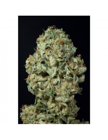 Bulk Seed Sunmango Fem - Imagen 1